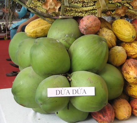 Giống Dừa dứa