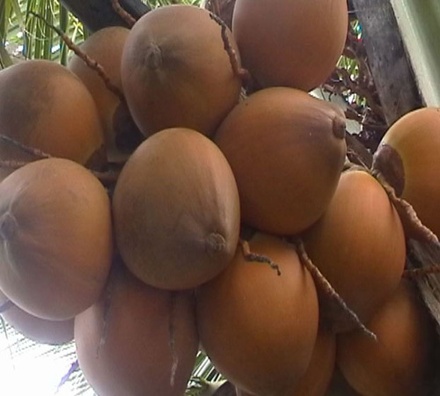 Giống Dừa Xiêm Đỏ