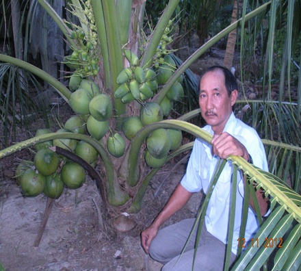 Giống Dừa Xiêm Lục