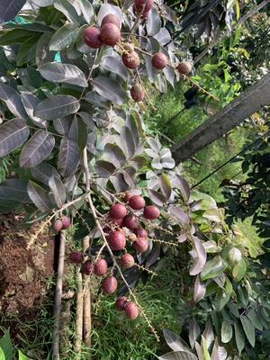 Giống Nhãn tím Quang Long