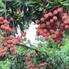 Hỗ trợ tỉnh Bắc Giang đẩy mạnh tiêu thụ sản phẩm nông sản.