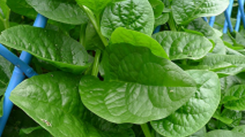 Hạt Giống Rau Mồng Tơi (Gói 20g, 50g)